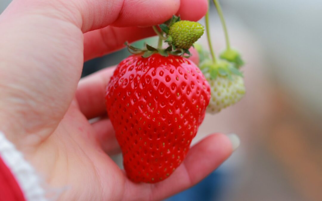 Brooklyn Grange Farm Offers City-Style Farming and More!