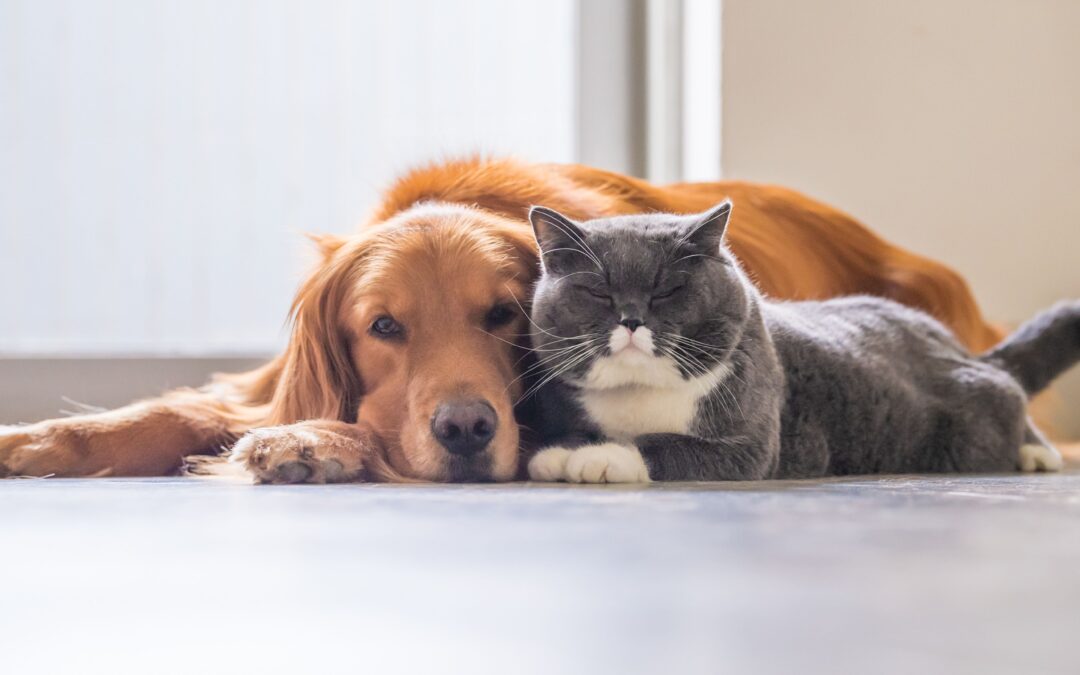How To Keep Your Furry Roommates Safe from Toxic Foods