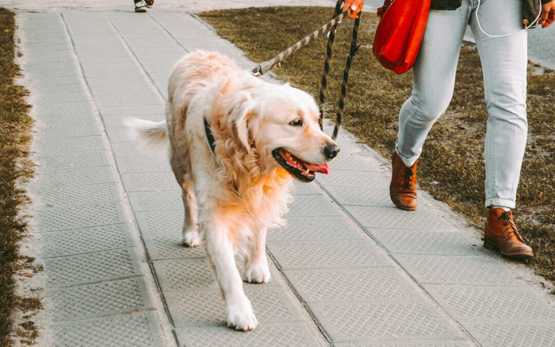 Ways to Keep Your Dogs Cool During The Dog Days of Summer